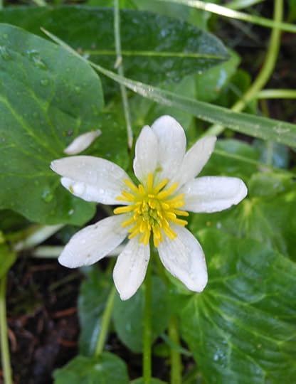 Marsh Marigold, photo courtesy of Daniel Odell