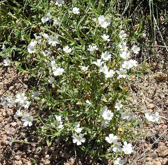 Mouse-eared chickweed, photo courtesy of Daniel Odell