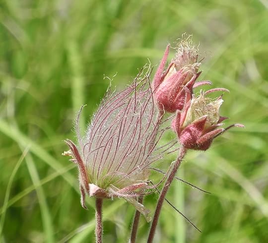Prairie Smoke, photo courtesy of Daniel Odell