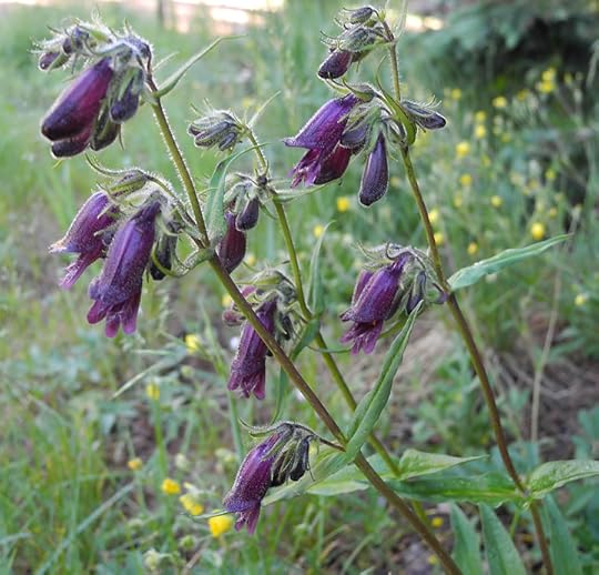 Whipple's Penstemon, photo courtesy of Daniel Odell