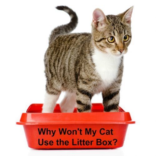 why-wont-cat-use-litter-box