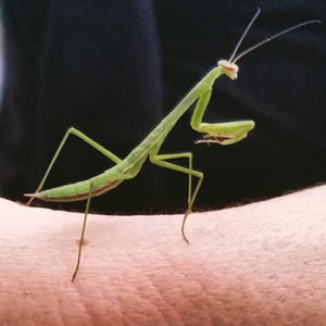 Mantis