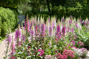 colonial williamsburg garden