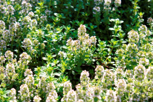 creeping thyme