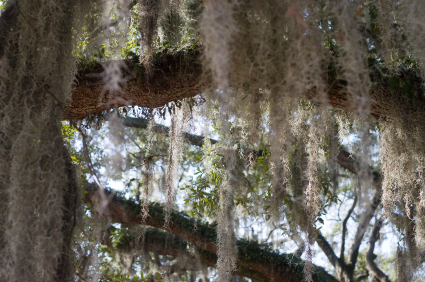 Spanish Moss