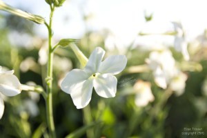Whote Nicotiana