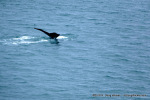 Whale Fluke