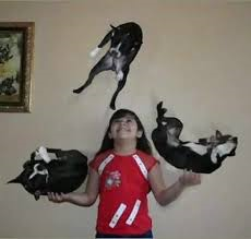 cat juggling