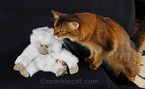 Somali cat sniffs plush monkey on set