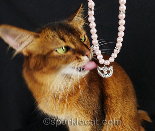 somali cat licking a cat necklace