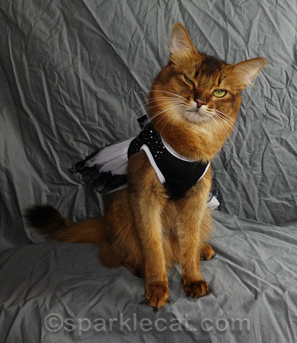 somali cat in dress with one eye shut