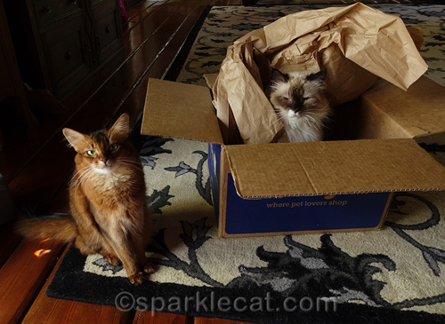 somali cat sitting next to ragdoll cat in box