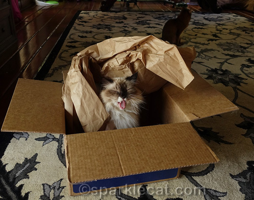 Ragdoll cat laughing in a box