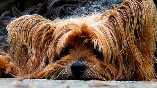 Dog Tired