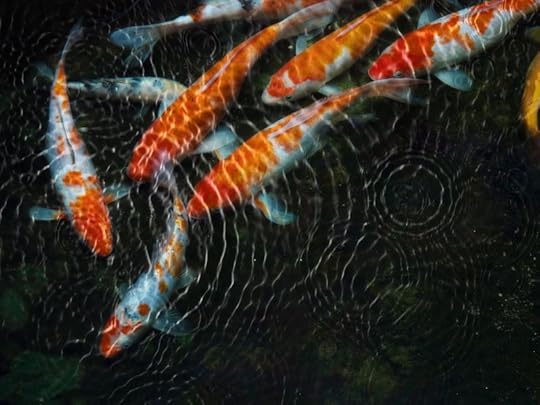 13032942 - koi fish with water ripple