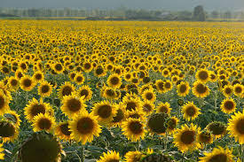 Everything Love Is