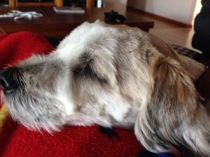 A cute dog picture can appeal to lots of people. 