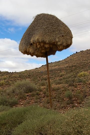 Sociable Weaver