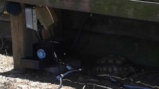 Surfin' Turtle turtles 1