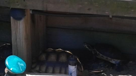 Surfin' Turtle turtles 2