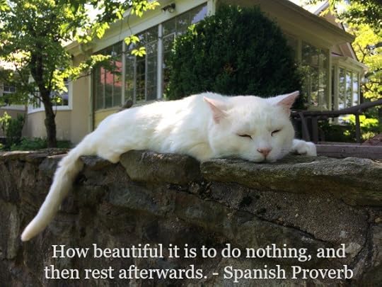 doing-nothing-cat