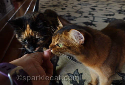 somai cat and tortoiseshell cat get some catnip