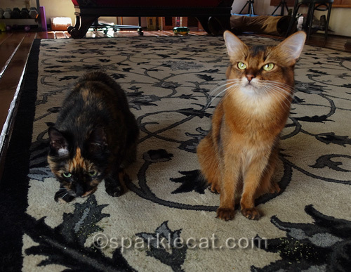tortoiseshell cat enjoying nip while somali cat rolls eyes.