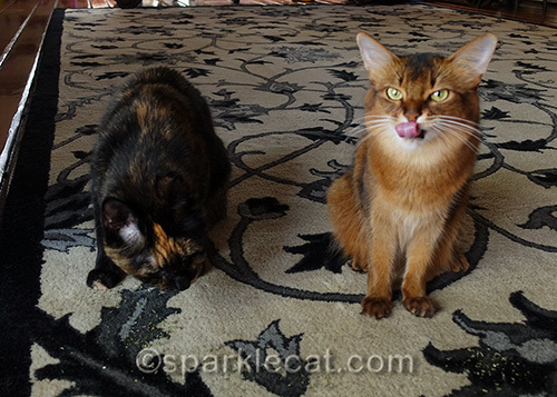 somali cat and tortoiseshell cat enjoy a nip party