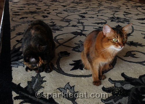 somali cat dashes off from nip party to do selfie