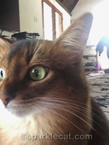 nipped out somali cat tries to do selfie