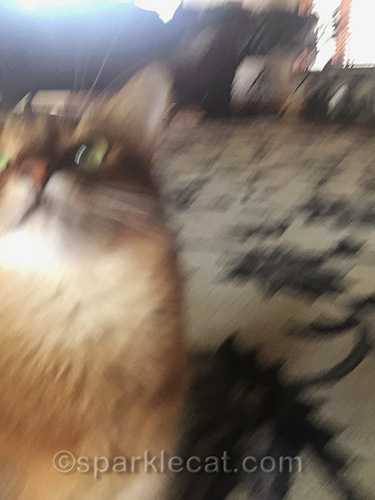 somali cat takes very blurry selfie