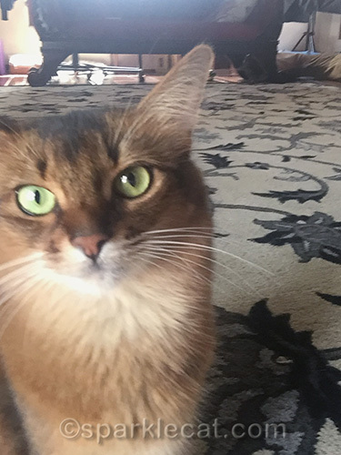 somali cat in off-center selfie