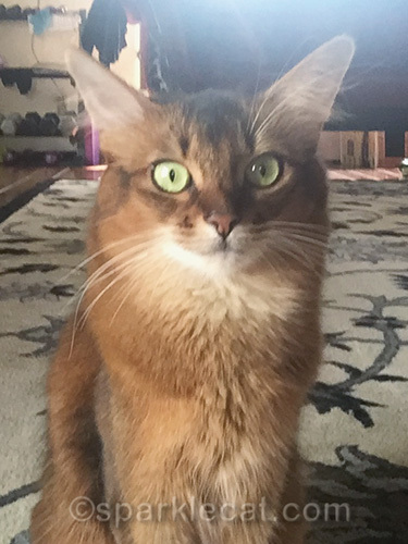 nipped-out somali cat in a selfie