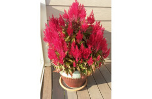 celosia1