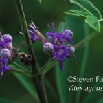 Vitex, Vitex agnus-castus, chaste tree, chastetree, chasteberry, chaste berry, monk's pepper