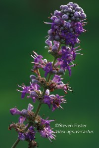 Vitex, Vitex agnus-castus, chaste tree, chastetree, chasteberry, chaste berry, monk's pepper