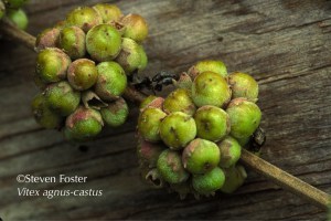 Vitex, Vitex agnus-castus, chaste tree, chastetree, chasteberry, chaste berry, monk's pepper