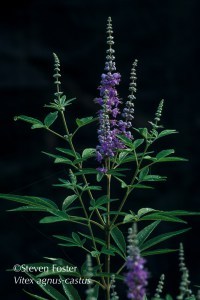 Vitex, Vitex agnus-castus, chaste tree, chastetree, chasteberry, chaste berry, monk's pepper