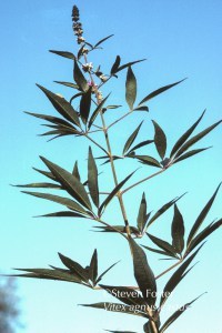 Vitex, Vitex agnus-castus, chaste tree, chastetree, chasteberry, chaste berry, monk's pepper