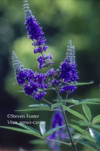 Vitex, Vitex agnus-castus, chaste tree, chastetree, chasteberry, chaste berry, monk's pepper