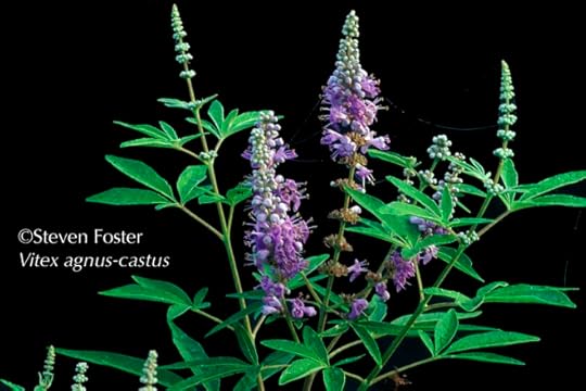 Vitex, Vitex agnus-castus, chaste tree, chastetree, chasteberry, chaste berry, monk's pepper