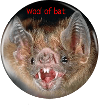 bat