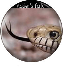 adder