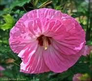 dying flower