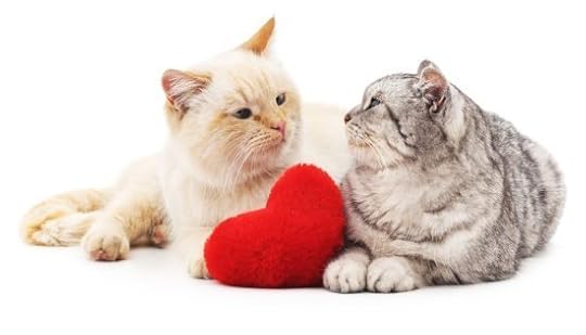 feline-heart-disease