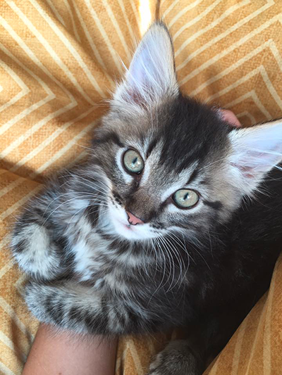 Winston