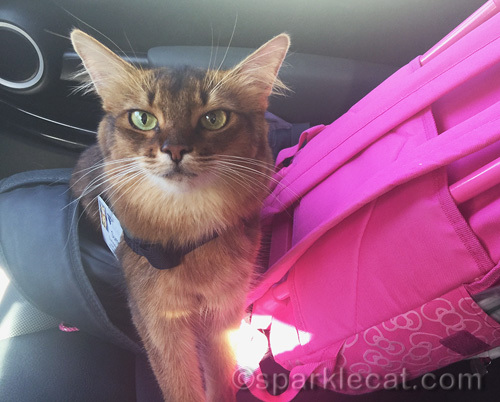 somali cat getting ready to do therapy pet work