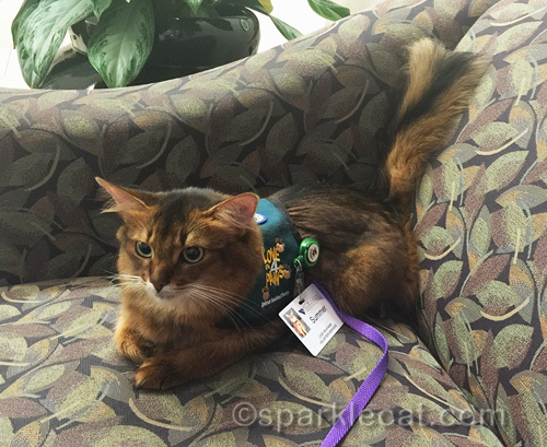 somali cat in hospital lobby getting ready to go on therapy cat rounds