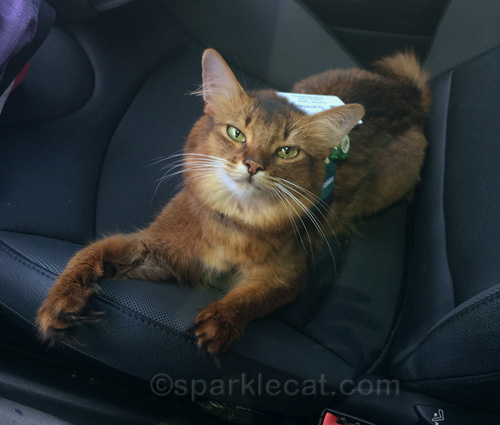 somali cat trying to cool off in hot car