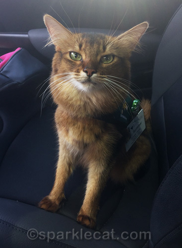 somali cat feeling better after cooling off